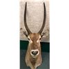 Image 1 : Antelope professionally Taxidermy head mount