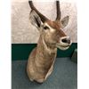 Image 2 : Antelope professionally Taxidermy head mount