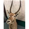 Image 3 : Antelope professionally Taxidermy head mount