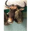 Image 2 : Grey Wildebeest professionally Taxidermy head mount