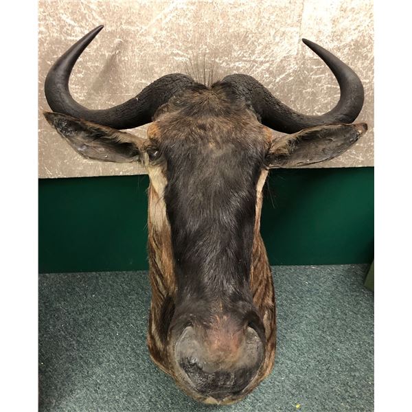 Blue Wildebeest professionally Taxidermy head mount