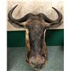 Image 1 : Blue Wildebeest professionally Taxidermy head mount