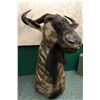 Image 2 : Blue Wildebeest professionally Taxidermy head mount