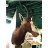 Image 1 : Bontebok Antelope professionally Taxidermy head mount