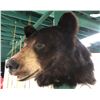 Image 1 : Black bear professionally Taxidermy head mount