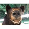 Image 2 : Black bear professionally Taxidermy head mount