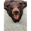 Image 2 : Black bear hide professionally taxidermy