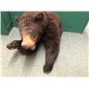 Image 2 : Black bear professionally Taxidermy head mount