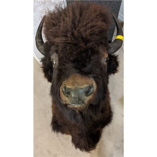 Original Buffalo Head from 1980s