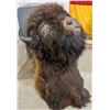 Image 2 : Original Buffalo Head from 1980s
