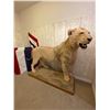 Image 2 : Large Lion Taxidermy