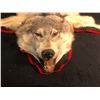 Image 2 : Complete Full head mount Wolf Rug Taxidermy (Minor hole in the right side not distracting)