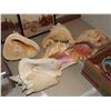 Image 1 : 5 LARGE SHELLS