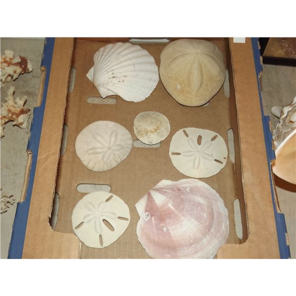 1 FLAT OF SAND DOLLAR AND  SHELLS