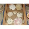 Image 1 : 1 FLAT OF SAND DOLLAR AND  SHELLS