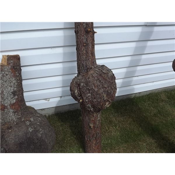 LOG WITH 1 BURL
