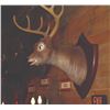 Image 2 : Country Bear Jamboree Max the Animatronic Stag Pelt.