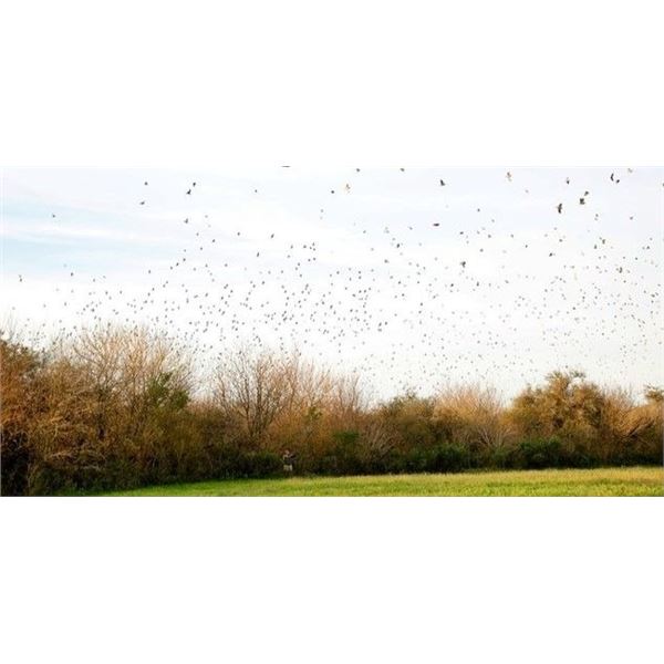 4-Day High Volume Dove Hunt in Argentina for Four People
