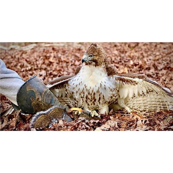 Georgia Falconry Hunt for up to 10 People