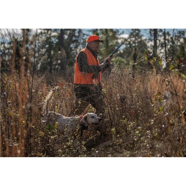 Full Day Quail Hunt for Four People at Southern Woods Plantation