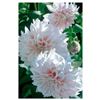 Image 1 : Brian Davis, "Three Pink Dahlias" Limited Edition Giclee on Canvas, Numbered and