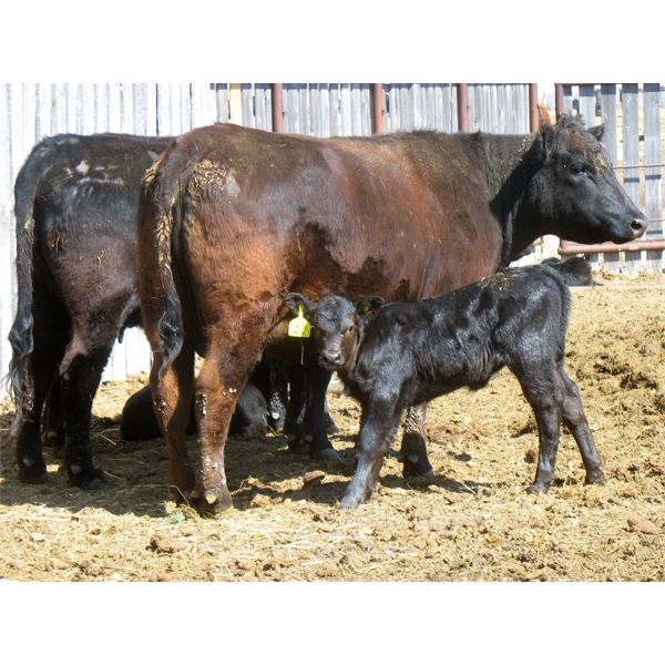 Edwin & Dianne McElroy - 1350# 2nd Calver Pairs - 14 Head (Minton, SK)