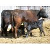 Image 1 : Edwin & Dianne McElroy - 1350# 2nd Calver Pairs - 14 Head (Minton, SK)