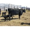 Image 2 : Edwin & Dianne McElroy - 1350# 2nd Calver Pairs - 14 Head (Minton, SK)