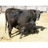 Image 5 : Edwin & Dianne McElroy - 1350# 2nd Calver Pairs - 14 Head (Minton, SK)