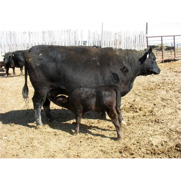 Edwin & Dianne McElroy - 1400# 4th Calver Pairs - 12 Head (Minton, SK)