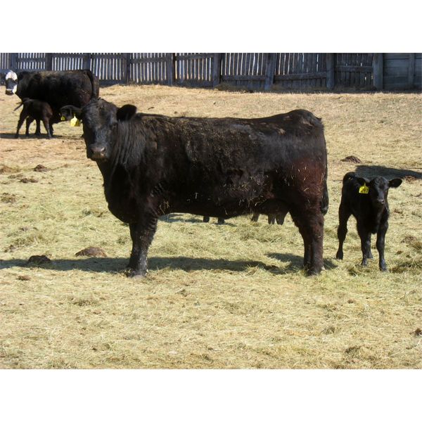 Edwin & Dianne McElroy - 1475# 6th Calver Pairs - 35 Head (Minton, SK)
