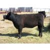 Image 2 : Edwin & Dianne McElroy - 875# Replacement Heifers - 6 Head (Minton, SK)
