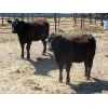 Image 3 : Edwin & Dianne McElroy - 875# Replacement Heifers - 6 Head (Minton, SK)