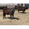 Image 6 : Edwin & Dianne McElroy - 875# Replacement Heifers - 6 Head (Minton, SK)