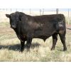 Image 2 : Edwin & Dianne McElroy - 1600# 2 Year-Old Bulls - 2 Head (Minton, SK)