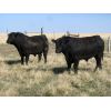 Image 3 : Edwin & Dianne McElroy - 1600# 2 Year-Old Bulls - 2 Head (Minton, SK)