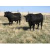 Image 4 : Edwin & Dianne McElroy - 1600# 2 Year-Old Bulls - 2 Head (Minton, SK)