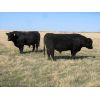 Image 3 : Edwin & Dianne McElroy - 1750# 4 Year-Old Bulls - 2 Head (Minton, SK)