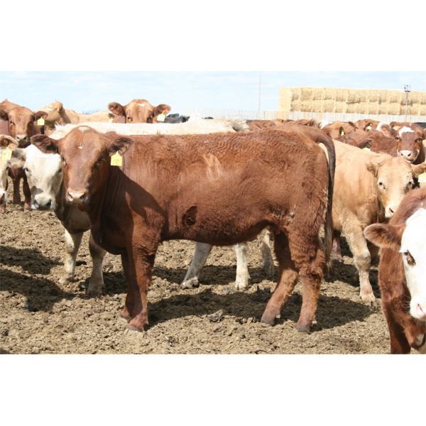WJ Feeders - 865# Heifers - 200 Head (Coaldale, AB)