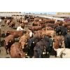 Image 3 : WJ Feeders - 865# Heifers - 200 Head (Coaldale, AB)