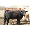 Image 5 : WJ Feeders - 865# Heifers - 200 Head (Coaldale, AB)
