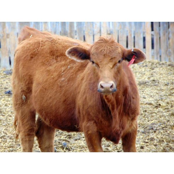 Osadczuk Cattle Co. - 850# Replacement Heifers - 20 Head (Tilley, AB)