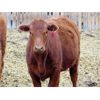 Image 2 : Osadczuk Cattle Co. - 850# Replacement Heifers - 20 Head (Tilley, AB)
