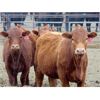 Image 3 : Osadczuk Cattle Co. - 850# Replacement Heifers - 20 Head (Tilley, AB)