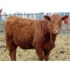 Image 6 : Osadczuk Cattle Co. - 850# Replacement Heifers - 20 Head (Tilley, AB)