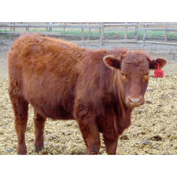 Osadczuk Cattle Co. - 850# Replacement Heifers - 20 Head (Tilley, AB)