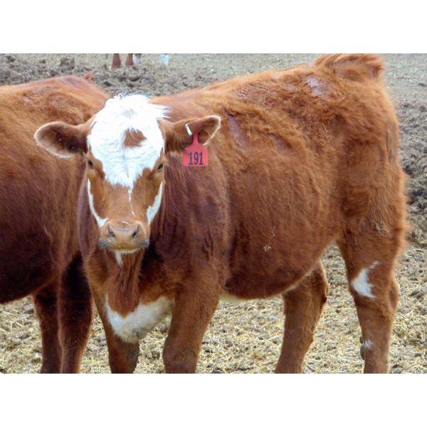 Osadczuk Cattle Co. - 850# Replacement Heifers - 20 Head (Tilley, AB)