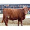 Image 4 : Osadczuk Cattle Co. - 850# Replacement Heifers - 20 Head (Tilley, AB)