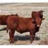 Image 4 : JT Cholin Farms - 675# Steers - 90 Head (Kerrobert, SK)