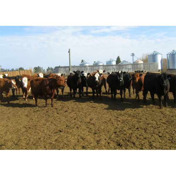 Four Harts Cattle Co. - 790# Heifers - 80 Head (Vermilion, AB)